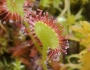 Drosera rotundifolia image