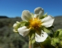 Drymocallis arguta image