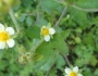 Drymocallis glandulosa image