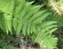 Dryopteris arguta image