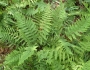 Dryopteris ×australis image