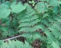 Dryopteris campyloptera image