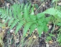 Dryopteris carthusiana image
