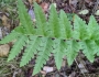 Dryopteris clintoniana image