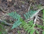 Dryopteris cristata image