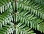 Dryopteris erythrosora image