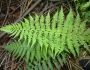 Dryopteris filix-mas image