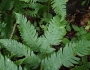 Dryopteris goldieana image