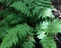Dryopteris intermedia image