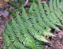 Dryopteris marginalis image