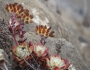 Dudleya farinosa image