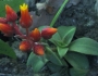 Dudleya lanceolata image