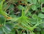 Dulichium arundinaceum image