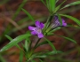 Dyschoriste linearis image