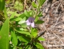 Dyschoriste oblongifolia image