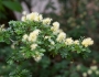 Ebenopsis ebano image