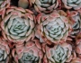 Echeveria elegans image