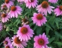 Echinacea angustifolia image