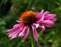 Echinacea purpurea image