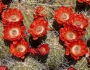 Echinocereus coccineus image