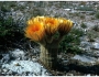 Echinocereus dasyacanthus image