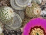 Echinocereus reichenbachii image
