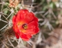 Echinocereus triglochidiatus image