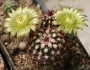Echinocereus viridiflorus image