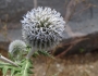 Echinops sphaerocephalus image