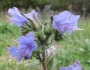 Echium vulgare image