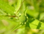 Eclipta alba image