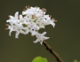 Ehretia rigida image