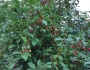 Elaeagnus multiflora image