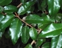 Elaeagnus pungens image