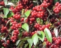 Elaeagnus umbellata image