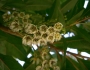 Elaeocarpus sylvestris image
