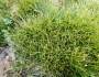 Eleocharis acicularis image