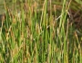 Eleocharis cellulosa image