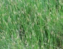 Eleocharis interstincta image