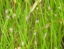 Eleocharis macrostachya image