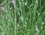 Eleocharis montevidensis image