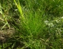 Eleocharis ovata image