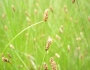 Eleocharis tenuis image