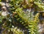Elodea canadensis image