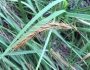 Elymus canadensis image