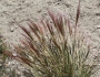 Elymus elymoides image