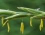 Elymus repens image