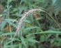 Elymus riparius image