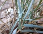 Elymus smithii image