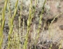 Elymus spicatus image